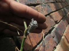 Lasiocampidae