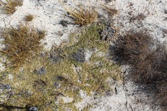 Aspalathus brevicarpa