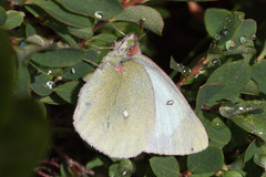 Colias palaeno