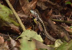 Stenocercus iridescens