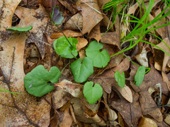Cardamine douglassii