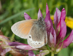 Coenonympha gardetta