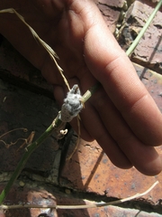 Lasiocampidae
