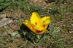 Tulipa greigii
