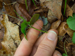 Cardamine douglassii