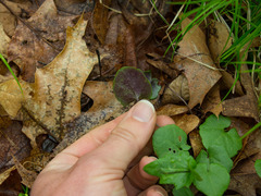 Cardamine douglassii