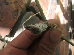 Lasiocampidae