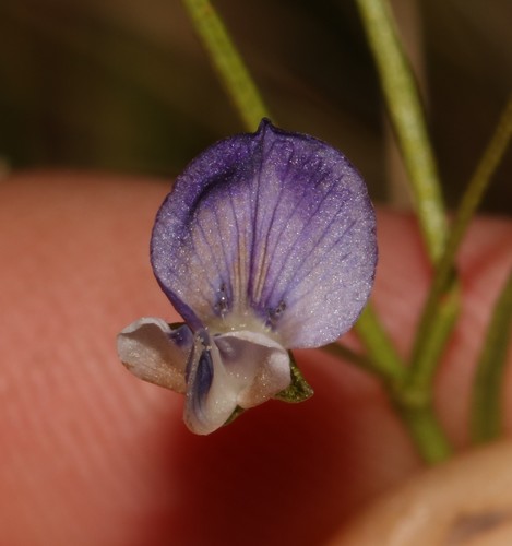 Tenuous Fountainbush (Psoralea tenuissima)