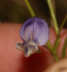 Psoralea tenuissima