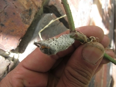 Lasiocampidae
