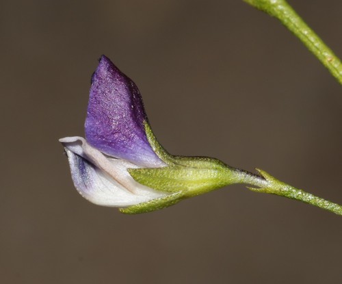 Image of Psoralea tenuissima by (c) Brian du Preez, some rights reserved (CC BY-SA)