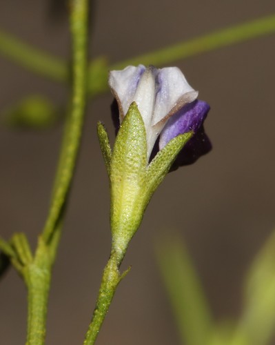 Image of Psoralea tenuissima by (c) Brian du Preez, some rights reserved (CC BY-SA)