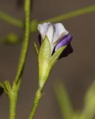 Psoralea tenuissima