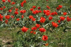 Tulipa greigii
