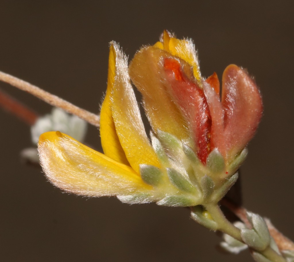 Hairyflower Capegorse