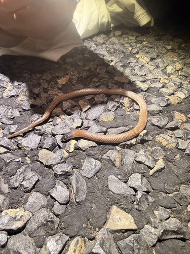 Black-naped Hooded Snake sighting