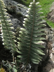 Pleopeltis bombycina