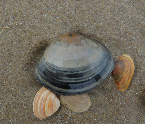 Rayed Trough Shell, Bergen, NL-NH, NL, photo 9 of 10