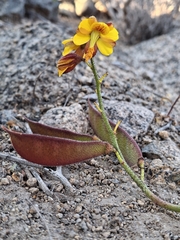 Erythrostemon angulatus, photograph Andrea Eyquem, CC BY, iNaturalist via GBIF