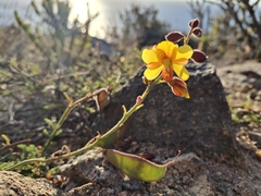Erythrostemon angulatus, photograph Andrea Eyquem, CC BY, iNaturalist via GBIF