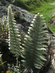 Pleopeltis bombycina