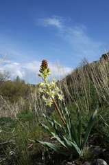 Eremurus lactiflorus