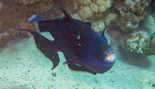 Pseudobalistes fuscus