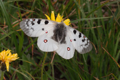 Parnassius phoebus