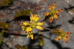 Erica parilis parilis