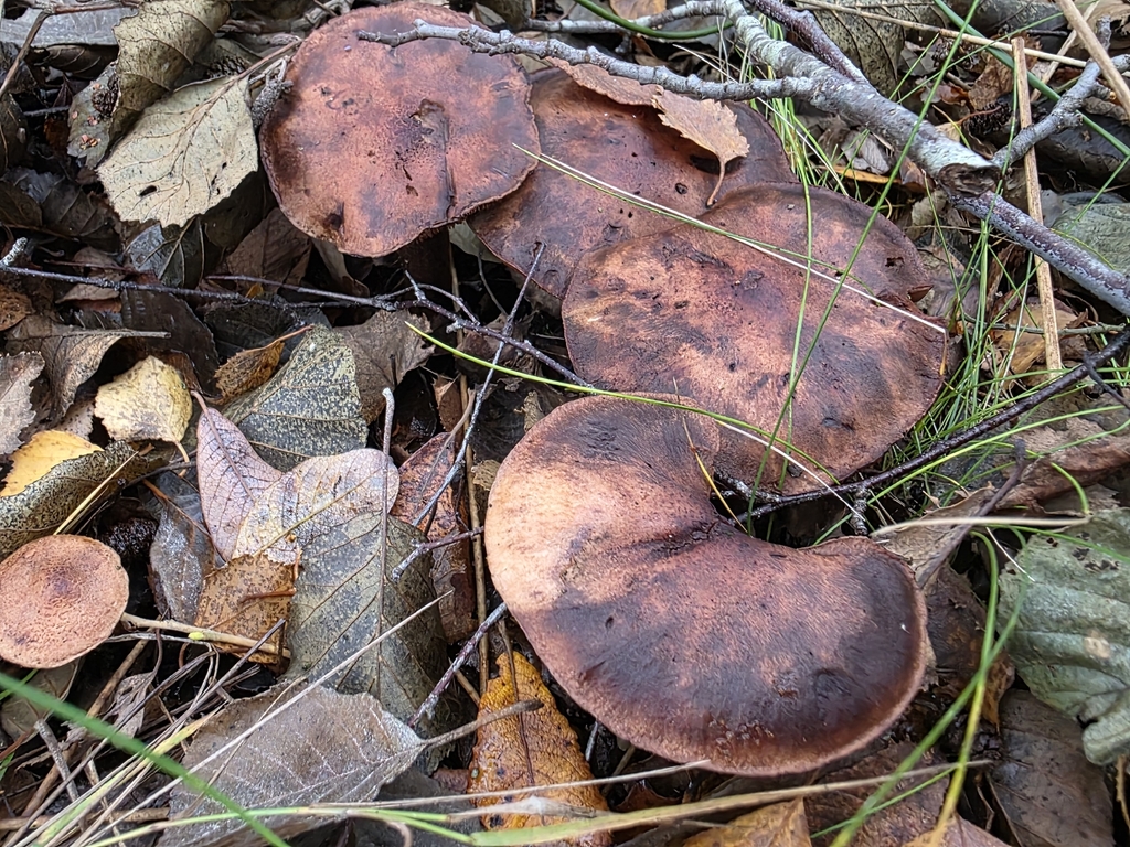 Tricholoma fulvum