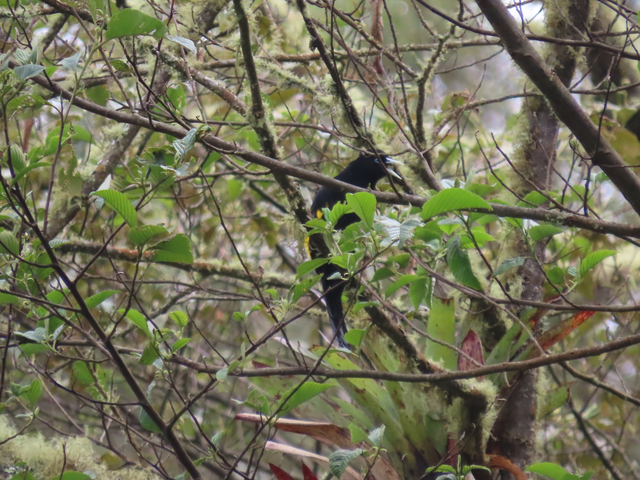 Mountain Cacique (Cacicus chrysonotus), photo 9