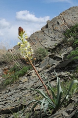 Eremurus lactiflorus
