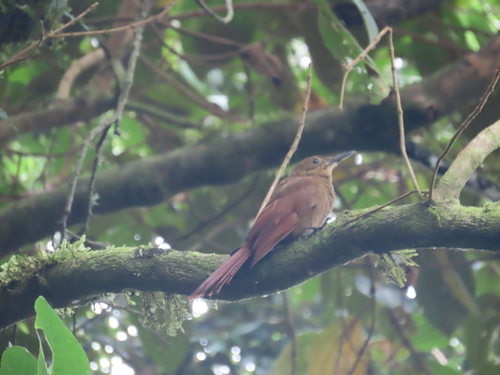 Tyrannine Woodcreeper (Dendrocincla tyrannina)