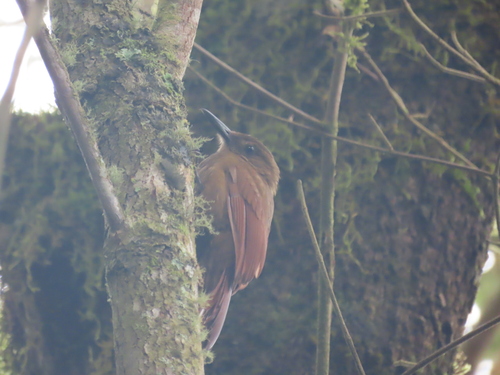 Tyrannine Woodcreeper (Dendrocincla tyrannina), photo 2