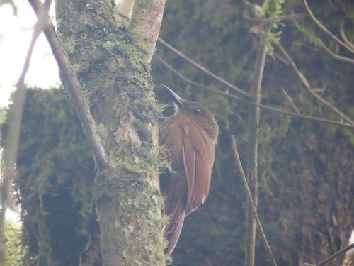 Tyrannine Woodcreeper (Dendrocincla tyrannina), photo 7