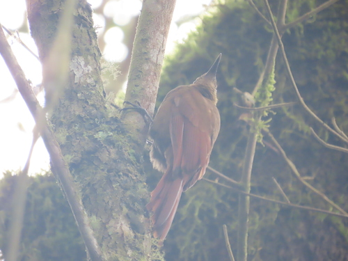 Tyrannine Woodcreeper (Dendrocincla tyrannina), photo 8