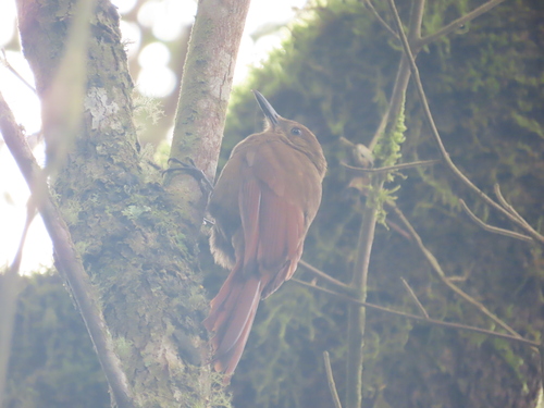 Tyrannine Woodcreeper (Dendrocincla tyrannina), photo 9