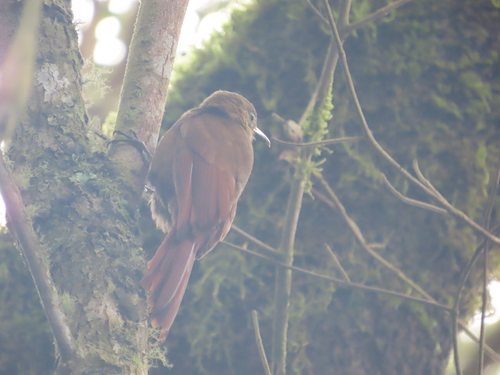 Tyrannine Woodcreeper (Dendrocincla tyrannina), photo 10