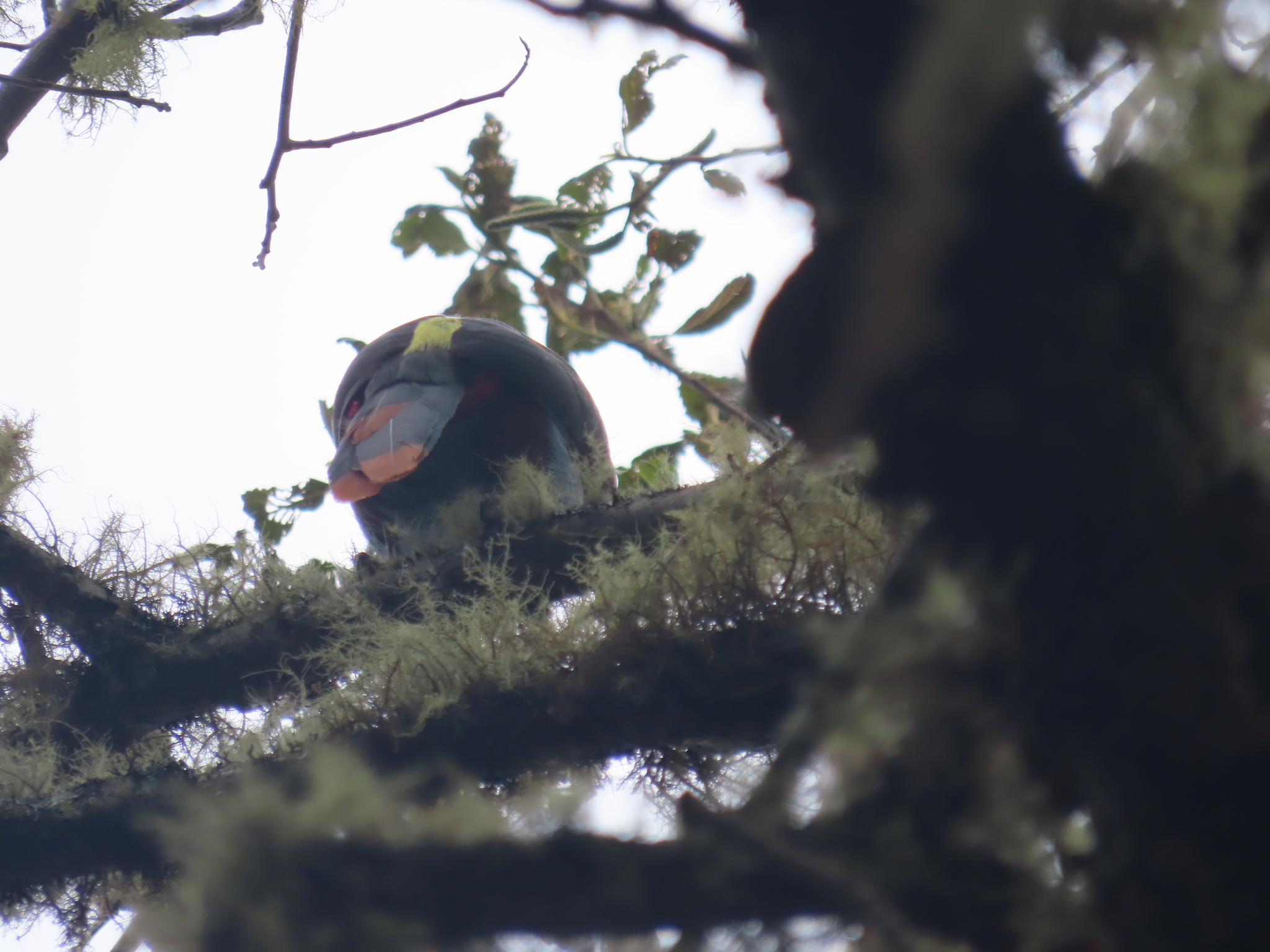 Black-billed Mountain Toucan (Andigena nigrirostris), photo 10