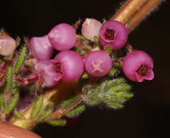Erica bergiana bergiana