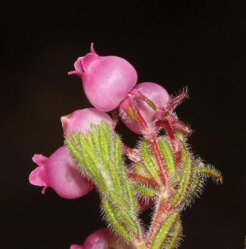 Erica bergiana L.