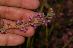 Erica bergiana bergiana