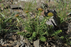 Pseudosedum lievenii