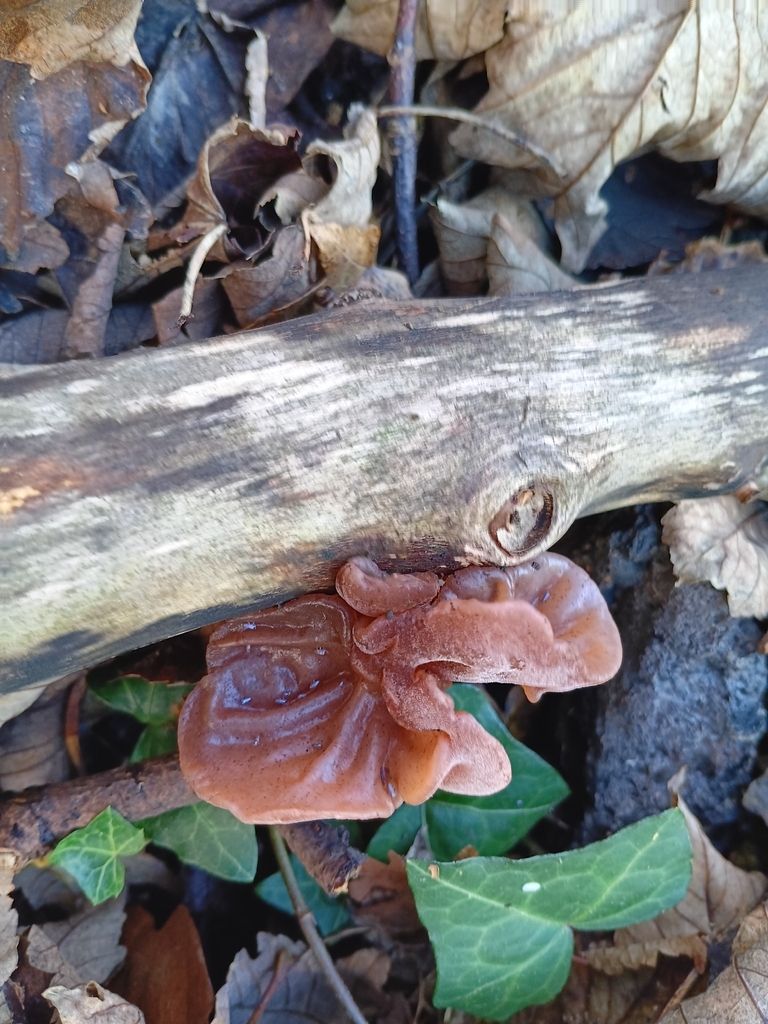 Auricularia auricula-judae · November 2025 · photo: © considerthelilies (iNaturalist, cc-by)