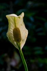 Spathiphyllum wallisii