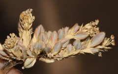 Psammotropha quadrangularis quadrangularis