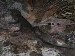 Hemicordylus capensis