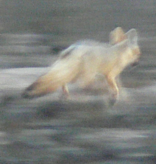 Vulpes chama
