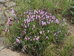 Astragalus pachyrhizus