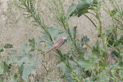 Prinia flavicans